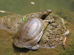 Chinese Softshell Turtle photo 1