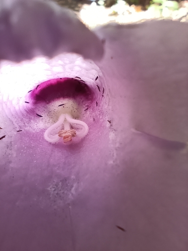 Image of Gloxinia perennis by no rights reserved