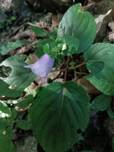 Image of Gloxinia perennis by no rights reserved