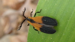 Caenia dimidiata