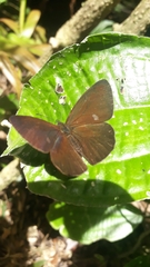 Lymanopoda albocincta