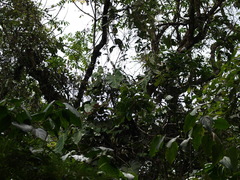 Philodendron longirrhizum