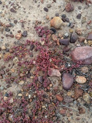 Chorizanthe polygonoides longispina