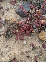 Chorizanthe polygonoides longispina