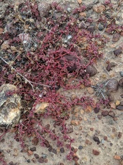 Chorizanthe polygonoides longispina