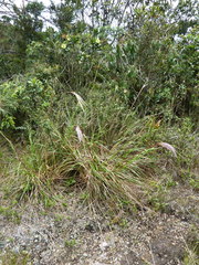 Cortaderia nitida