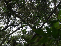 Philodendron longirrhizum