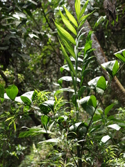 Chamaedorea pinnatifrons
