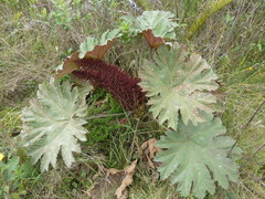 Gunnera brephogea