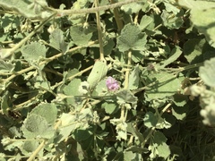 Malacothamnus foliosus