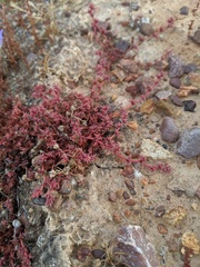 Chorizanthe polygonoides longispina