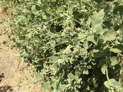 Malacothamnus foliosus