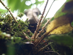 Elaphoglossum bellermannianum