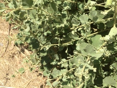 Malacothamnus foliosus