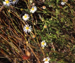 Felicia hyssopifolia