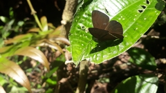 Lymanopoda albocincta