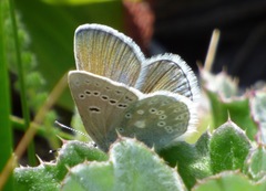 Icaricia icarioides parapheres