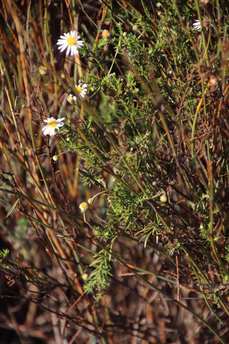 Image of Felicia hyssopifolia by (c) Tony Rebelo, some rights reserved (CC BY-SA)