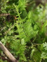 Thuidium peruvianum