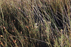 Felicia hyssopifolia