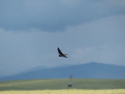 iNaturalist observation photo of Cliff Swallow