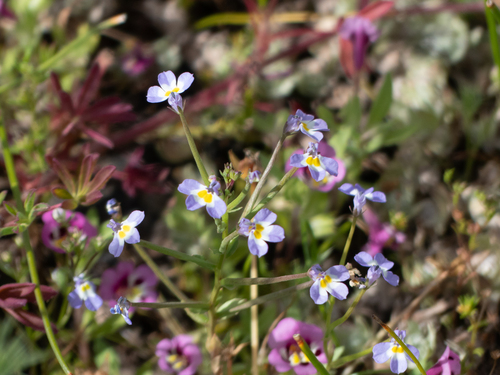 iNaturalist observation photo of folded calicoflower
