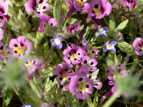 iNaturalist observation photo of tricolor monkeyflower