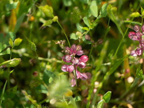 iNaturalist observation photo of Shining Pepperweed