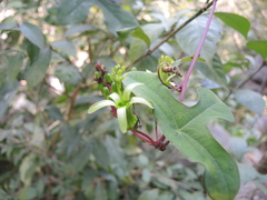 Passiflora viridiflora