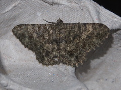 Racotis boarmiaria