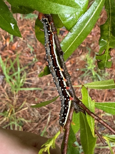 Little Wife Underwing photo 2