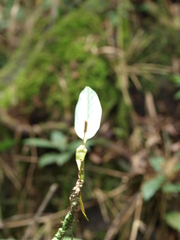 Anthurium microspadix