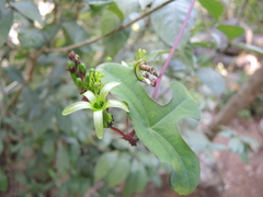 Passiflora viridiflora