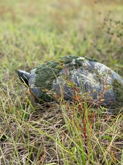 Pseudemys peninsularis