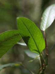 Anthurium microspadix