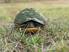 Pseudemys peninsularis