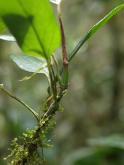Anthurium microspadix
