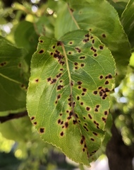 Gymnotelium blasdaleanum