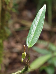 Anthurium microspadix
