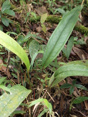 Anthurium caucanum