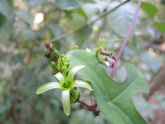 Passiflora viridiflora
