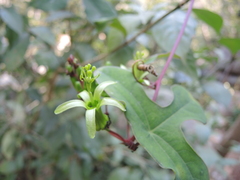 Passiflora viridiflora