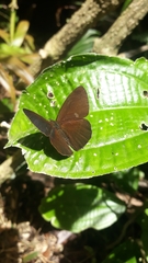 Lymanopoda albocincta