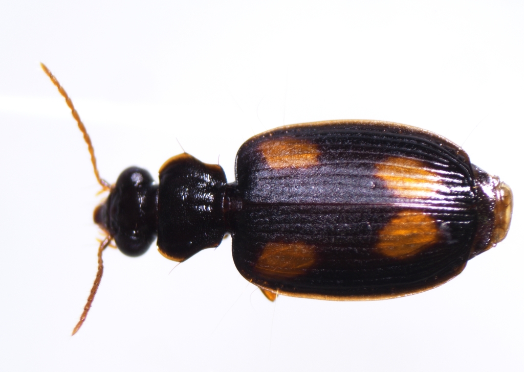 Asian ground beetle