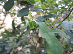 Passiflora viridiflora