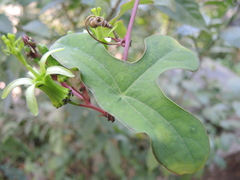 Passiflora viridiflora