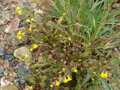 Erythranthe floribunda