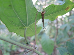 Passiflora viridiflora