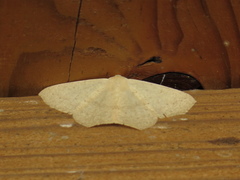Sabulodes
