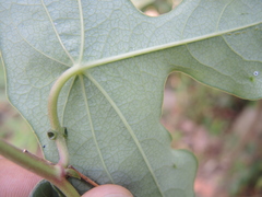 Passiflora viridiflora